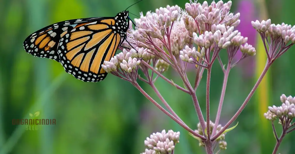 Grow Your Own Monarch Butterfly Haven with Heirloom Non-GMO Milkweed Seeds - Create a Vibrant Butterfly Sanctuary in Your Home Garden - Image 3
