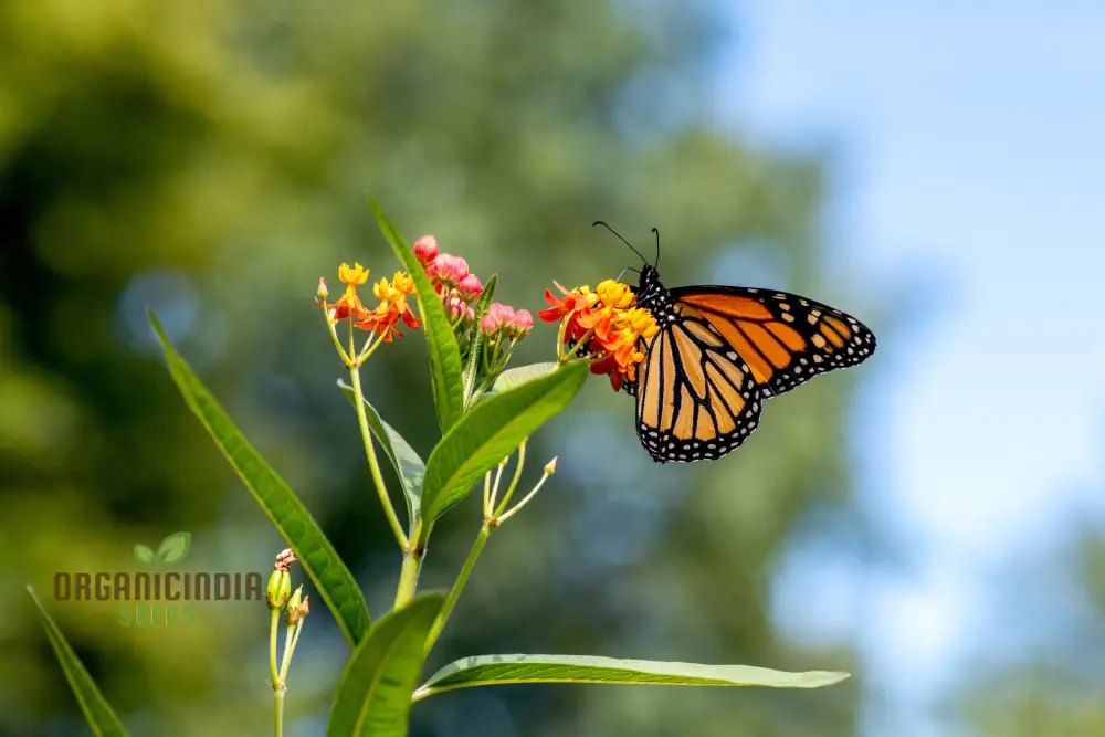 Grow Your Own Monarch Butterfly Haven with Heirloom Non-GMO Milkweed Seeds - Create a Vibrant Butterfly Sanctuary in Your Home Garden - Image 4