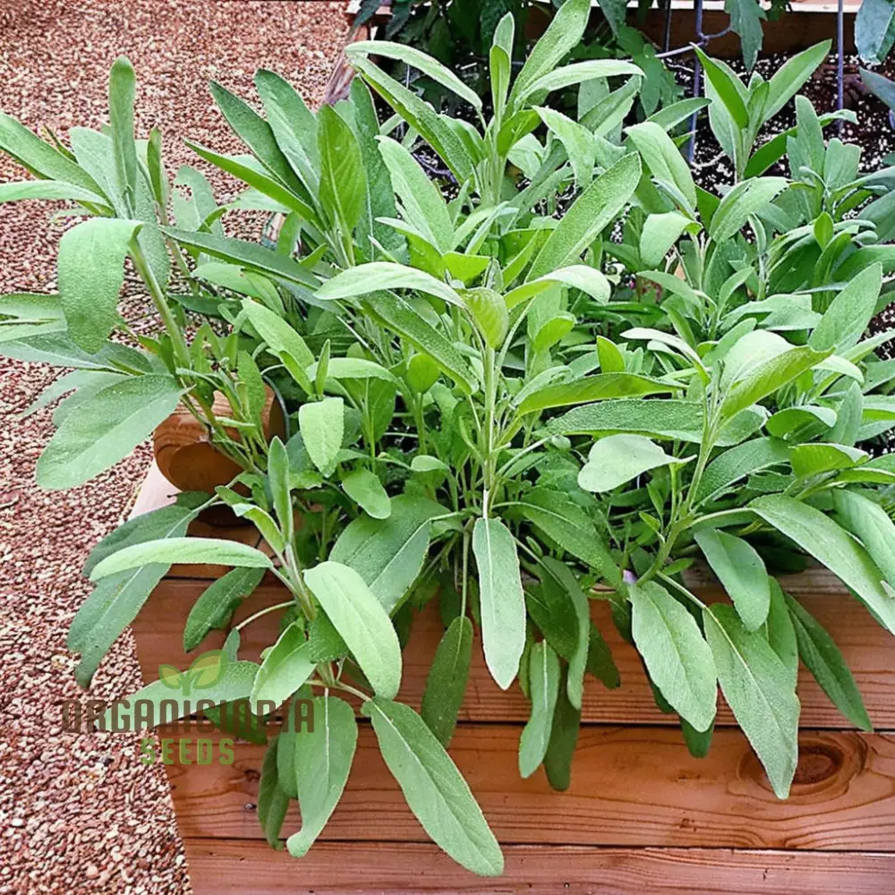 Broad Leaved Sage Seeds – Salvia Officinalis for Planting | Hardy, Aromatic Herb for Thriving Garden