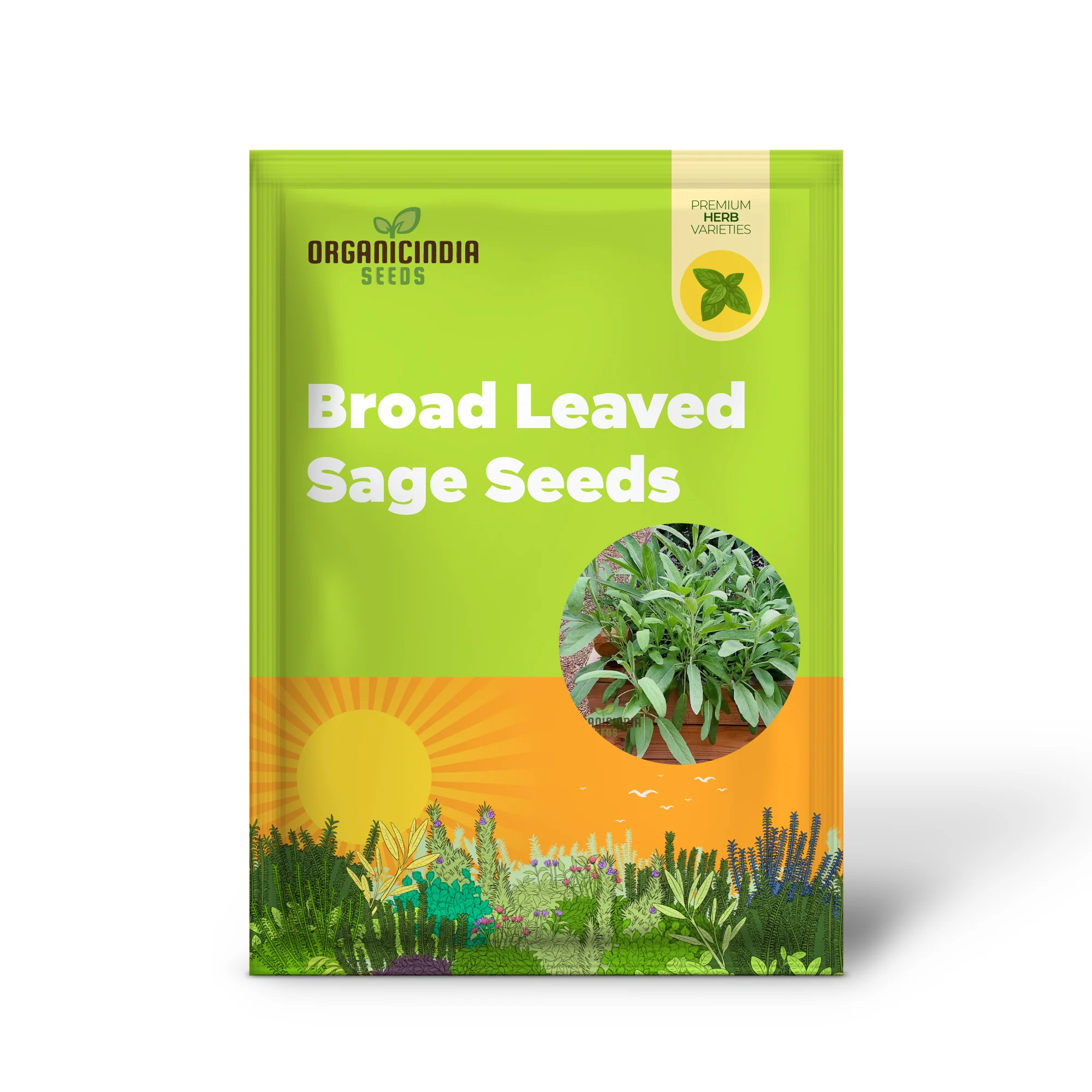 Broad Leaved Sage Seeds – Salvia Officinalis for Planting | Hardy, Aromatic Herb for Thriving Garden - Image 2