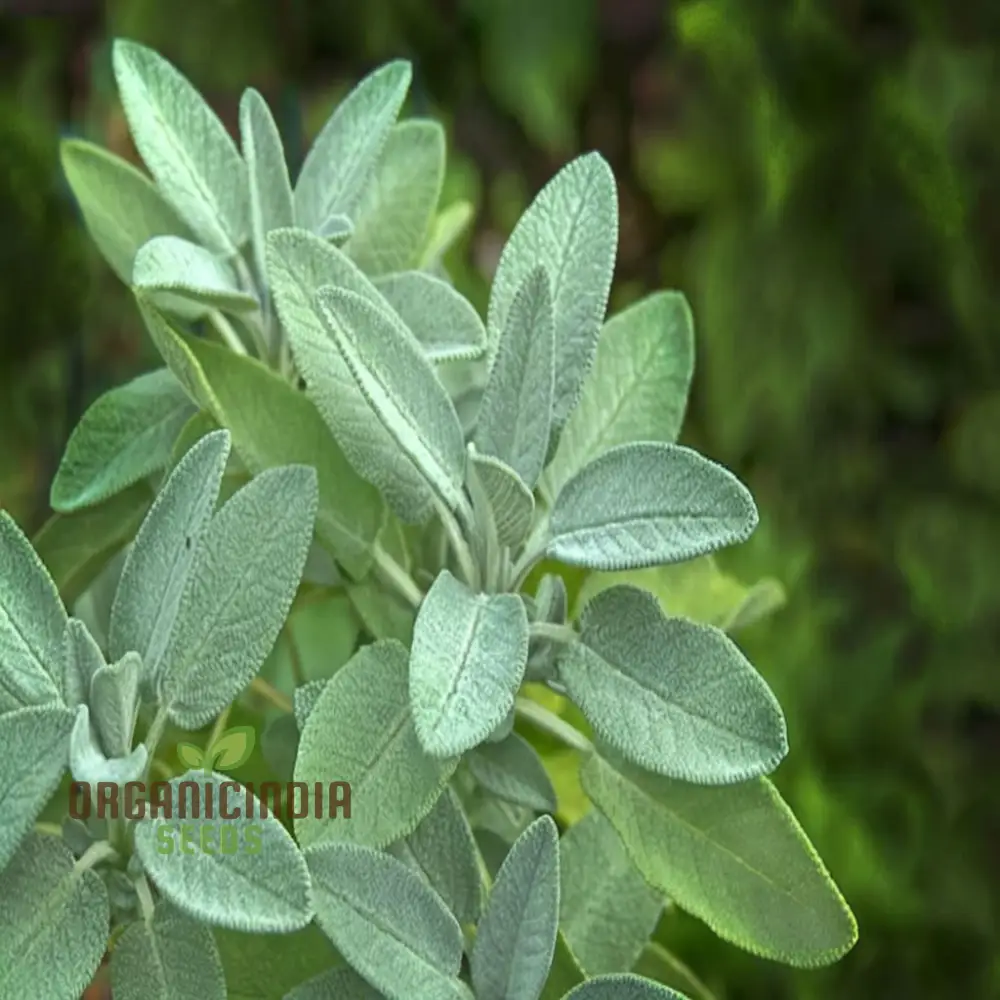 Broad Leaved Sage Seeds – Salvia Officinalis for Planting | Hardy, Aromatic Herb for Thriving Garden - Image 3
