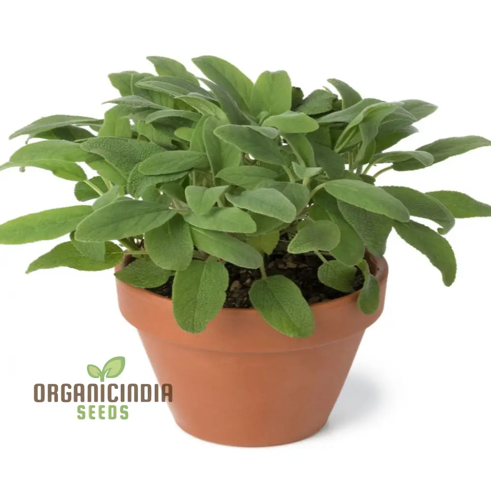 Broad Leaved Sage Seeds – Salvia Officinalis for Planting | Hardy, Aromatic Herb for Thriving Garden - Image 4