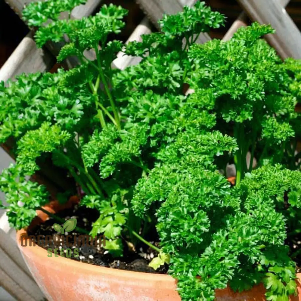 Green Parsley Herb Seeds – Fresh, Flavorful, Easy-Growing Culinary Herb for Home & Garden - Image 3