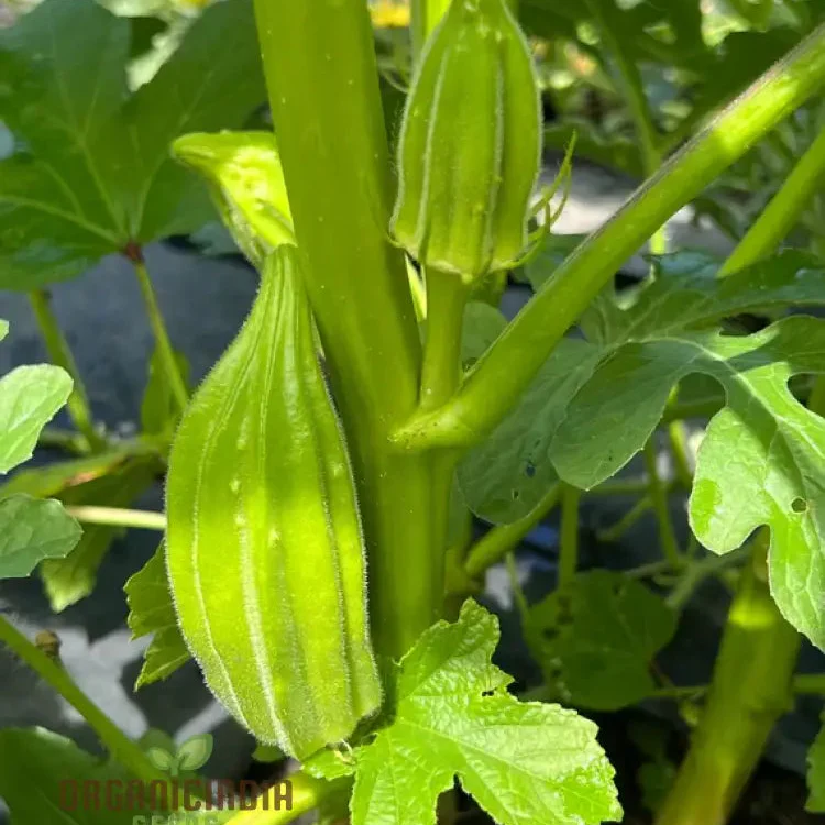 Growing Star of David Okra, Cultivating Exceptional Vegetable Seeds - Image 3