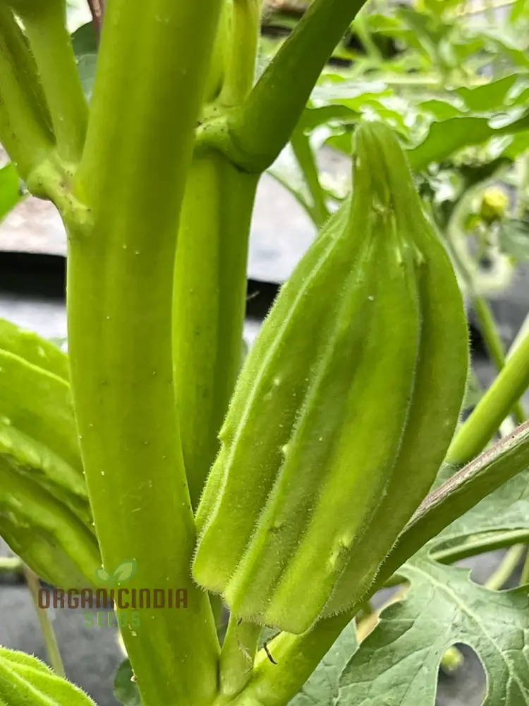 Growing Star of David Okra, Cultivating Exceptional Vegetable Seeds - Image 4