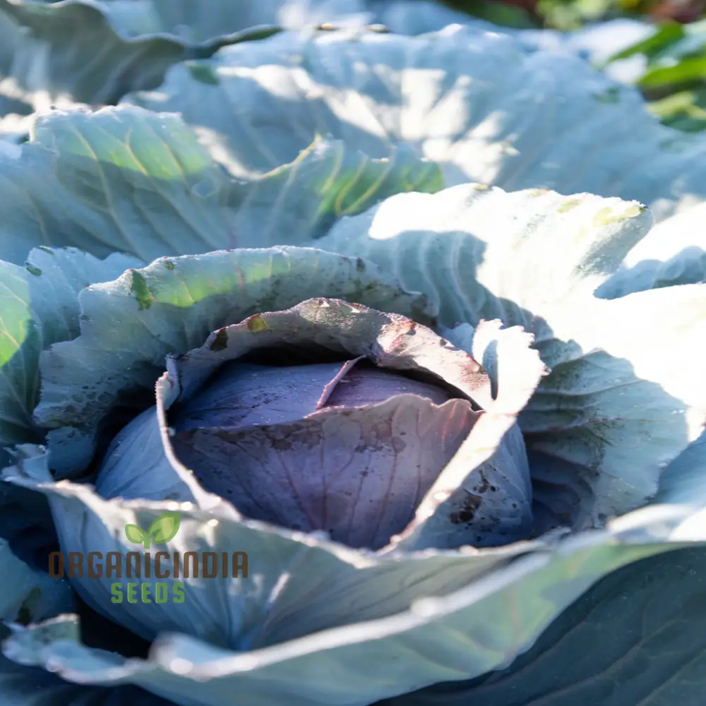 Master the Art of Cultivating Stone Head Cabbage for Farm-Fresh, Flavorful Delights Straight - Image 3
