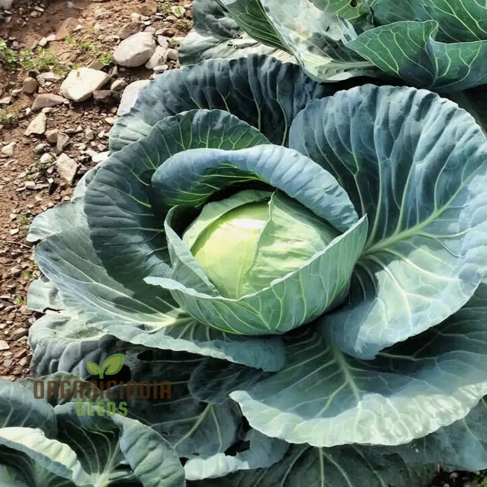 Master the Art of Cultivating Stone Head Cabbage for Farm-Fresh, Flavorful Delights Straight - Image 4