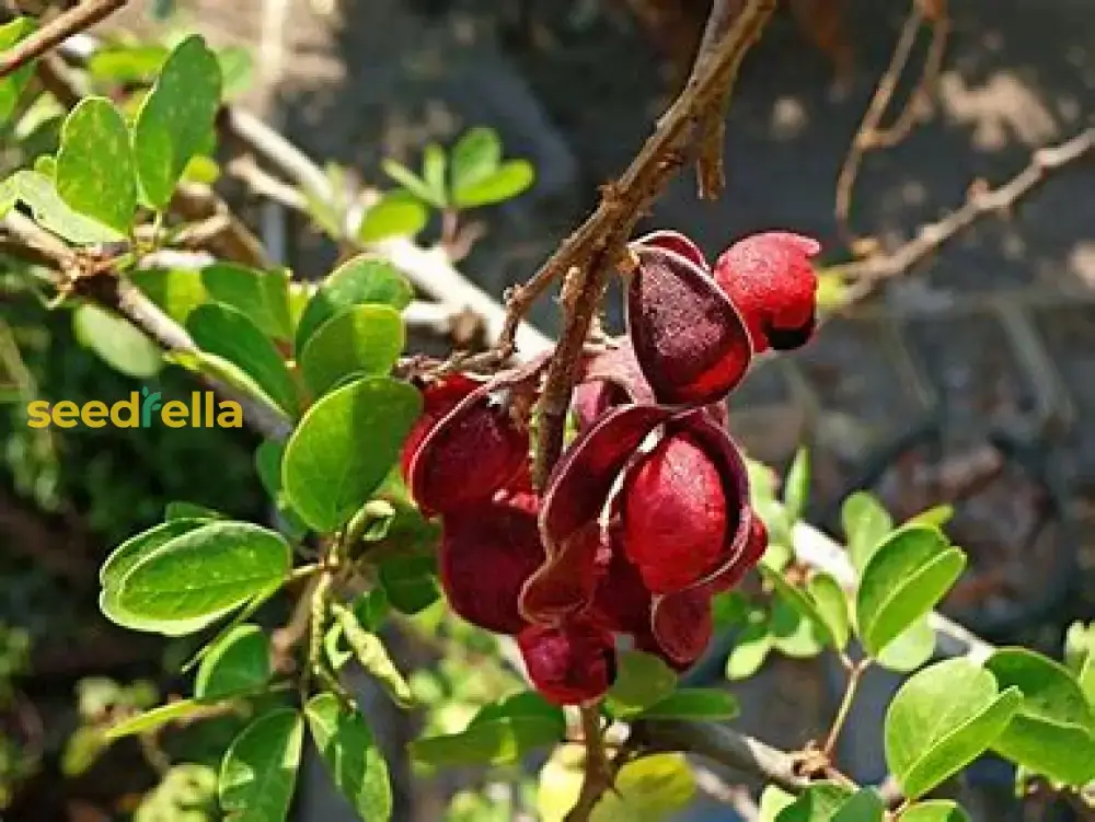 Guamuchil Tree Seeds for Easy Planting - Grow Your Own Tropical Tree at Home - Image 3