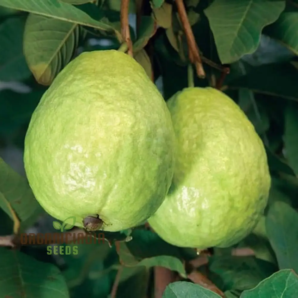 Guava Fruit Seeds, Cultivate Your Own Tropical Paradise with High-Quality Guava Seeds for Planting and Gardening