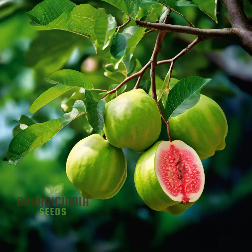 Guava Fruit Seeds, Cultivate Your Own Tropical Paradise with High-Quality Guava Seeds for Planting and Gardening - Image 3