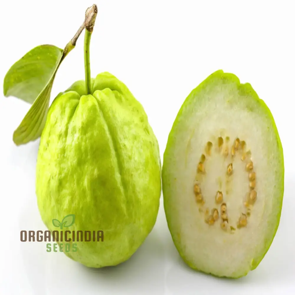 Guava Fruit Seeds, Cultivate Your Own Tropical Paradise with High-Quality Guava Seeds for Planting and Gardening - Image 4