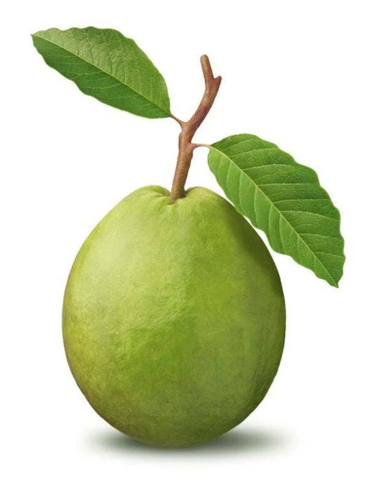 Guava Fruit Seeds - Image 3
