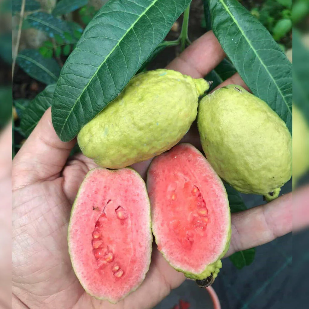 Guava Fruit Seeds - Image 4