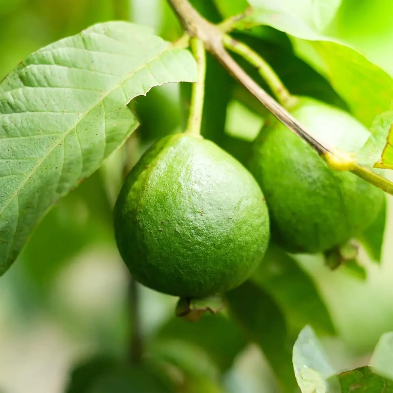 Guava Seeds - Red Psidium Guajava, Perennial Sweet & Fragrant Tropical Fruit - Image 3