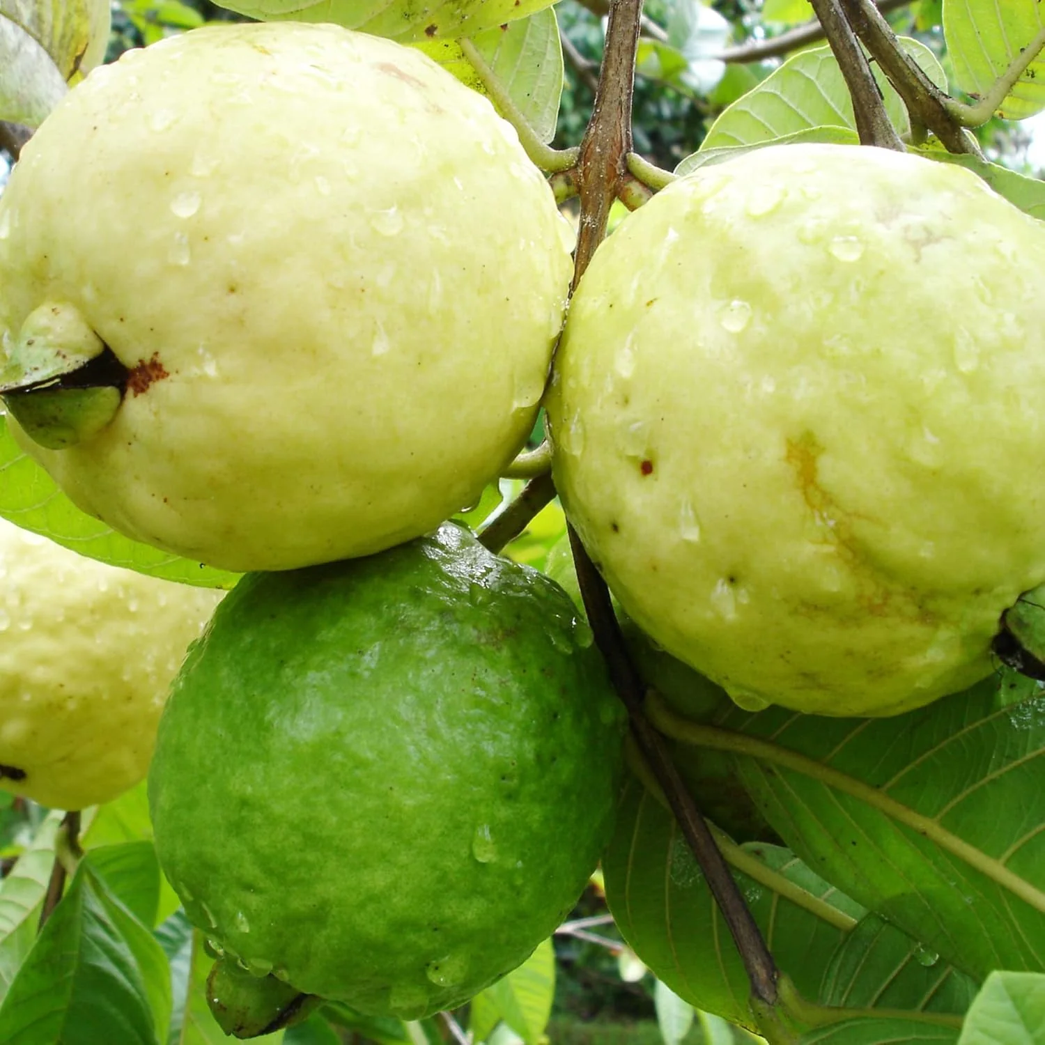 Guava Seeds - Red Psidium Guajava, Sweet Fragrant Tropical Fruit Seeds, Perennial – 50 Pcs