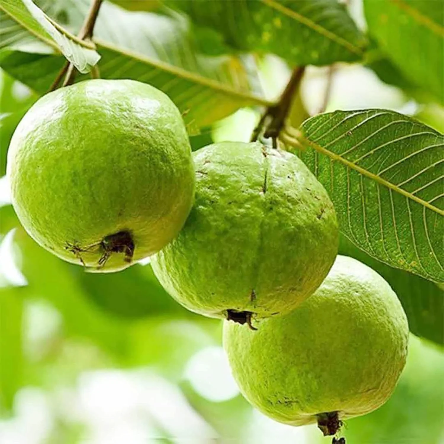 Guava Seeds - Red Psidium Guajava, Sweet Fragrant Tropical Fruit Seeds, Perennial – 50 Pcs - Image 3