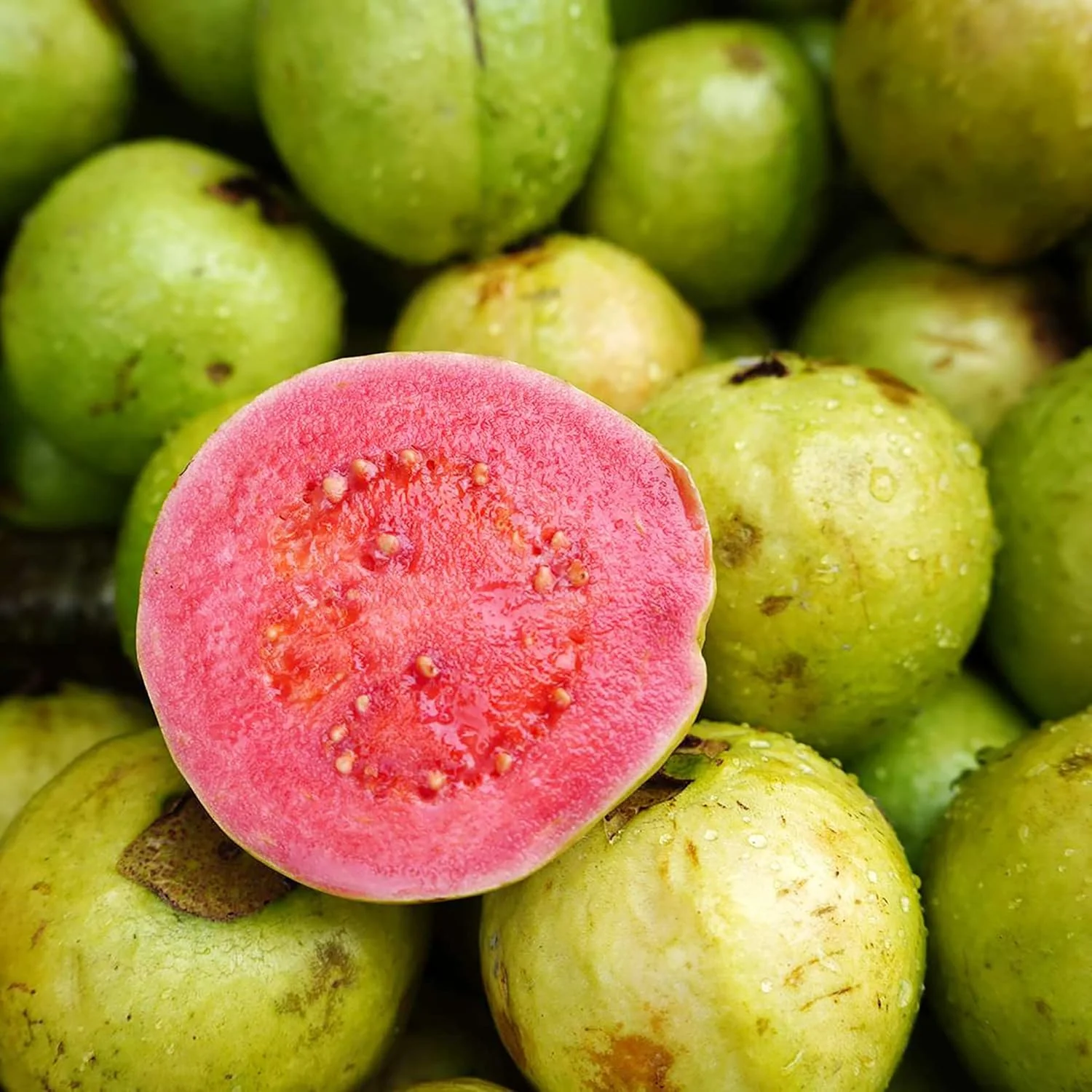 Guava Seeds - Red Psidium Guajava, Sweet Fragrant Tropical Fruit Seeds, Perennial – 50 Pcs - Image 5