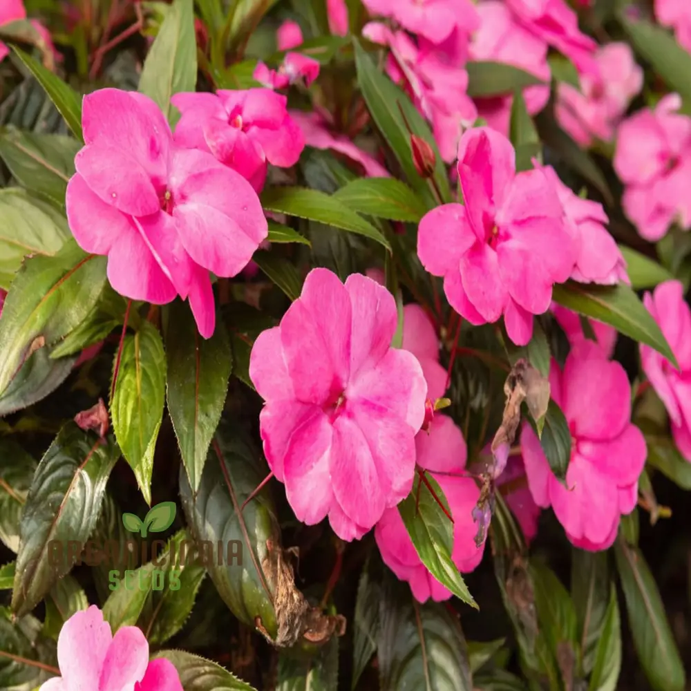 Guinea Flower Seeds – Unique Ornamental Blooms for Garden Planting - Image 3