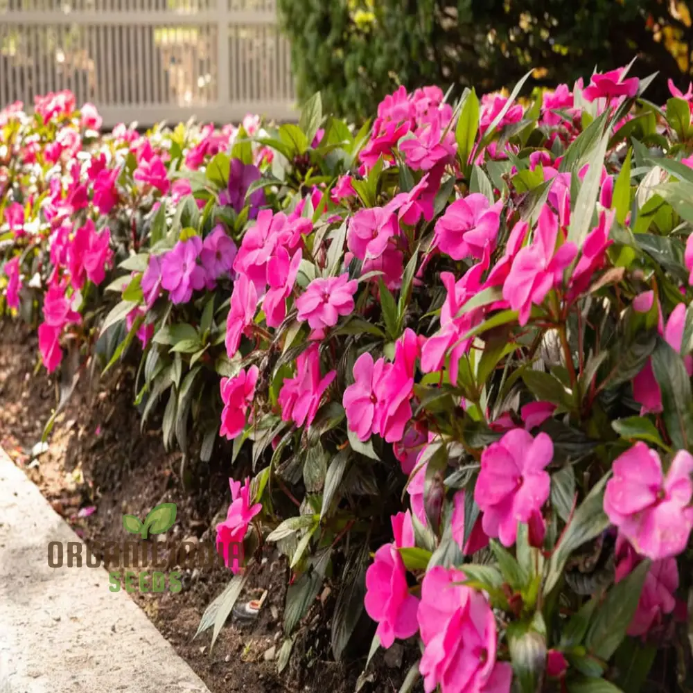 Guinea Flower Seeds – Unique Ornamental Blooms for Garden Planting - Image 4