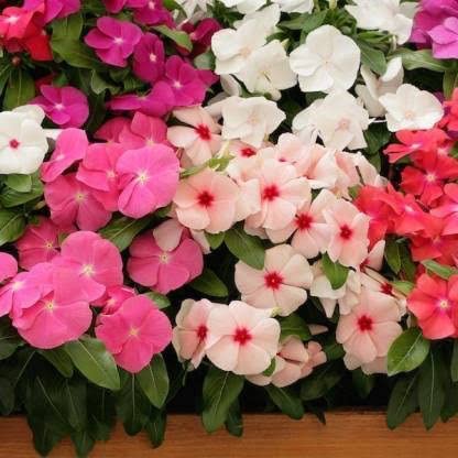 Guinea Flower Seeds – Unique Ornamental Blooms for Garden Planting - Image 5