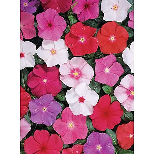 Guinea Flower Seeds – Unique Ornamental Blooms for Garden Planting - Image 6