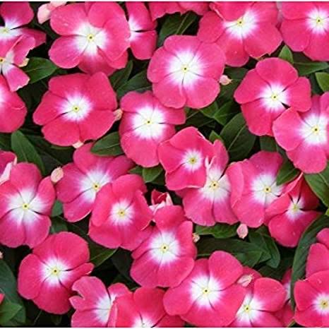 Guinea Flower Seeds – Unique Ornamental Blooms for Garden Planting - Image 7