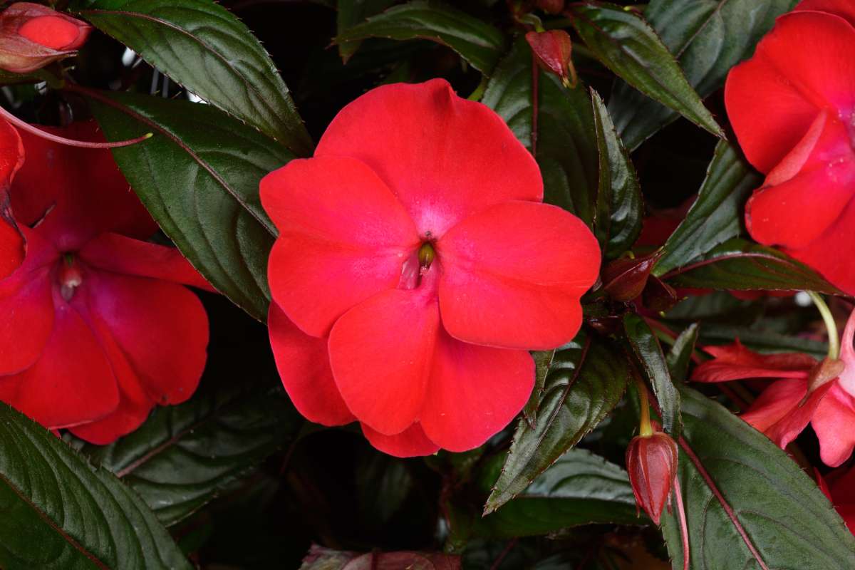 Guinea Impatiens Seeds – Annual Flower Variety for Garden Blooms - Image 3