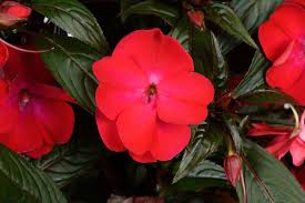 Guinea Impatiens Seeds – Annual Flower Variety for Garden Blooms - Image 4