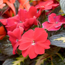 Guinea Impatiens Seeds – Annual Flower Variety for Garden Blooms - Image 5