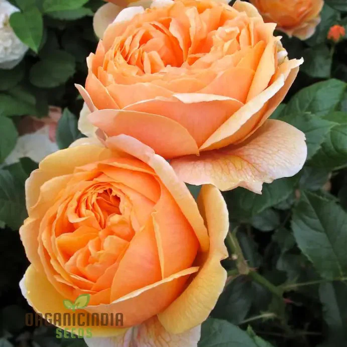 Gulab Rose (Lotus Orange) Flower Seeds for Planting, High Quality Seeds for Vibrant Blooms - Image 3