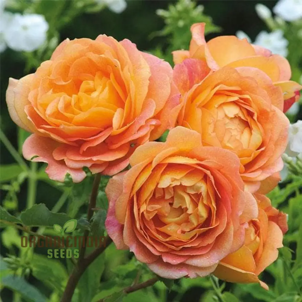 Gulab Rose (Lotus Orange) Flower Seeds for Planting, High Quality Seeds for Vibrant Blooms - Image 4