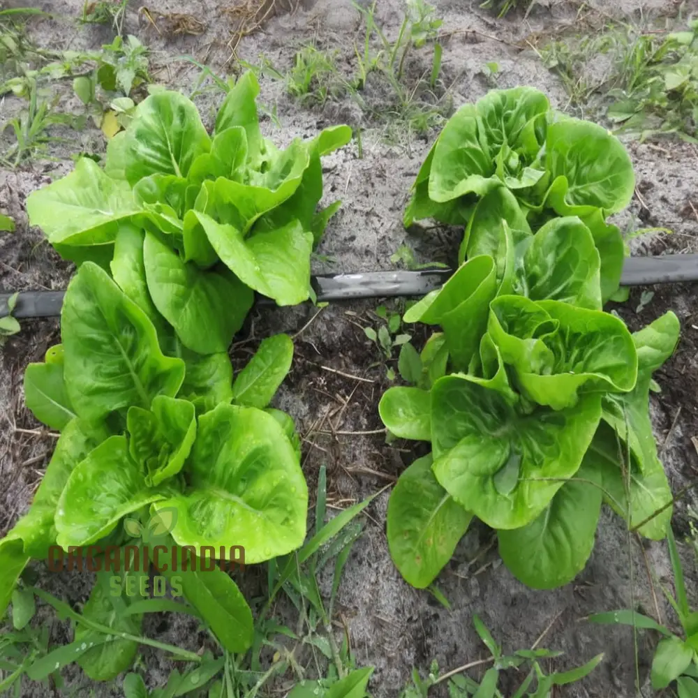 Gulley's Favorite Lettuce Seeds for Vibrant Gardening Success