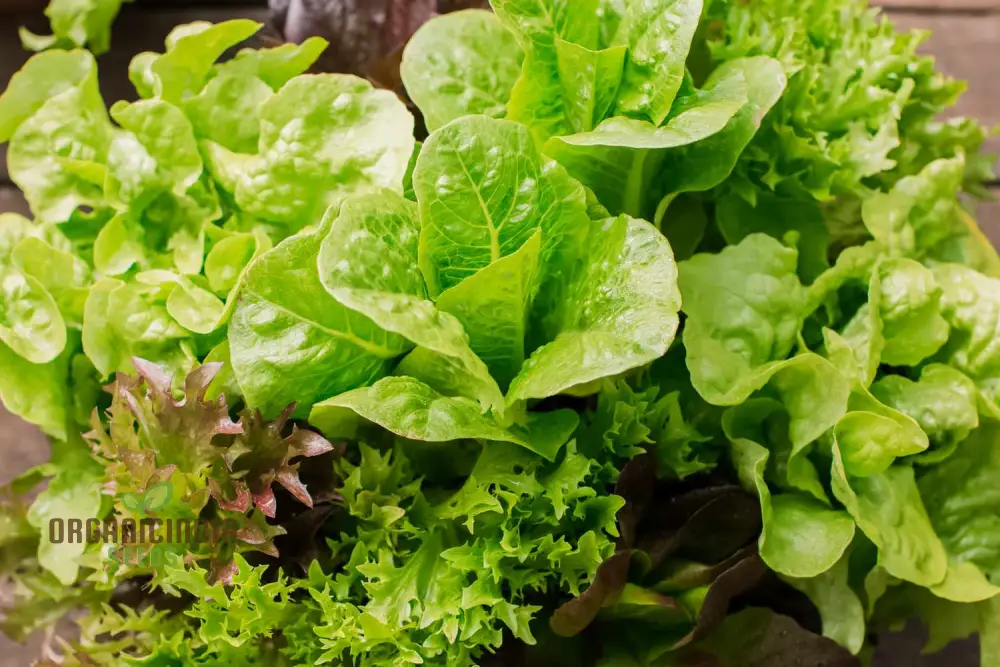 Gulley's Favorite Lettuce Seeds for Vibrant Gardening Success - Image 3