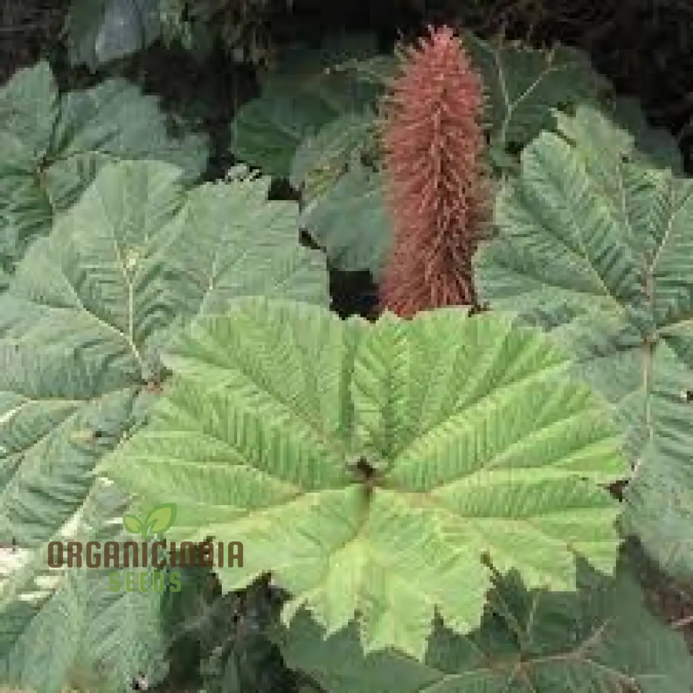 Gunnera Insignis Seeds: The Majestic Giant of the Garden - A Must-Have for Enthusiastic Gardeners Seeking a Bold and Dramatic Foliage Statement
