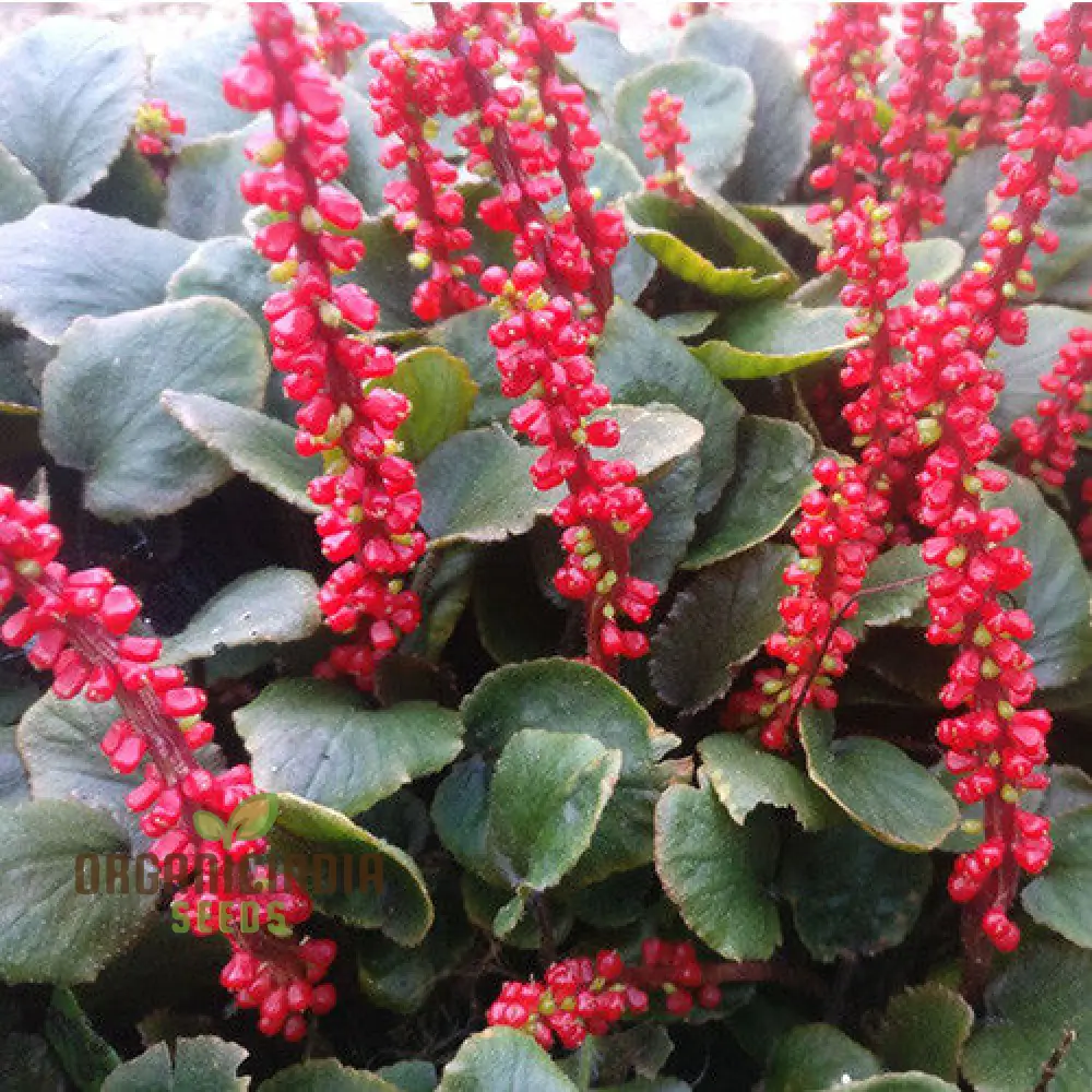 Gunnera Prorepens Seeds: Hardy Garden Giant for Enthusiastic Gardeners Seeking Impressive Foliage and Unique Landscaping Features
