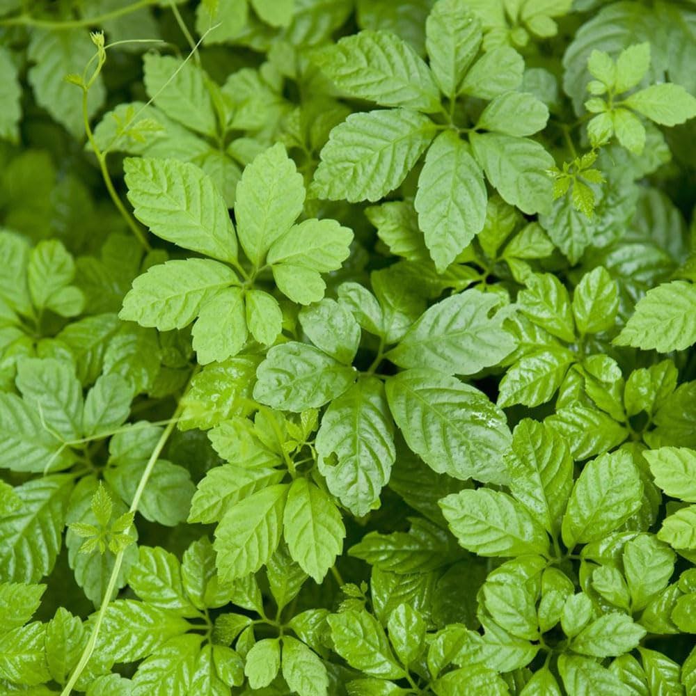 Gynostemma Pentaphyllum Seeds, Planting