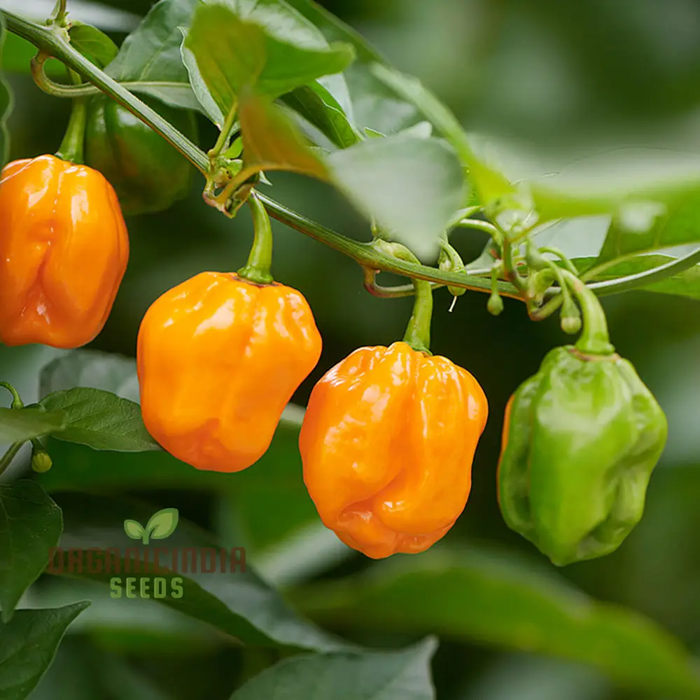 Habanero Chilli Mixed Seeds For Planting,Spicy Pepper Seeds for Your Garden - Image 3