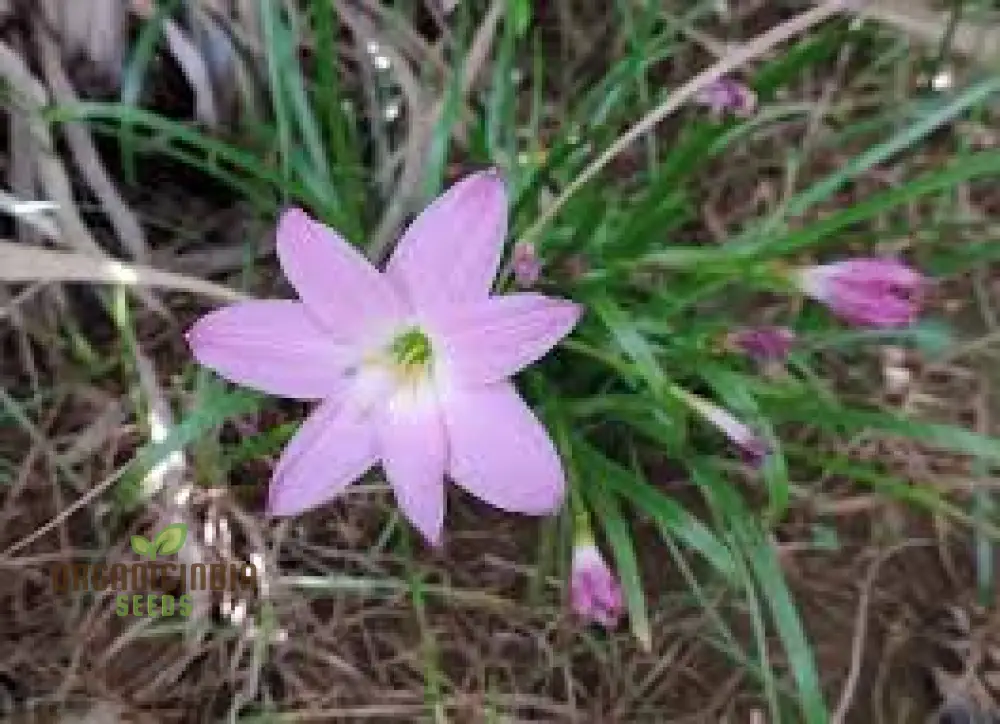 Habranthus Robustus Seeds for Vibrant Garden Blooms - Rare Perennial Flower Seeds for Gardening Enthusiasts