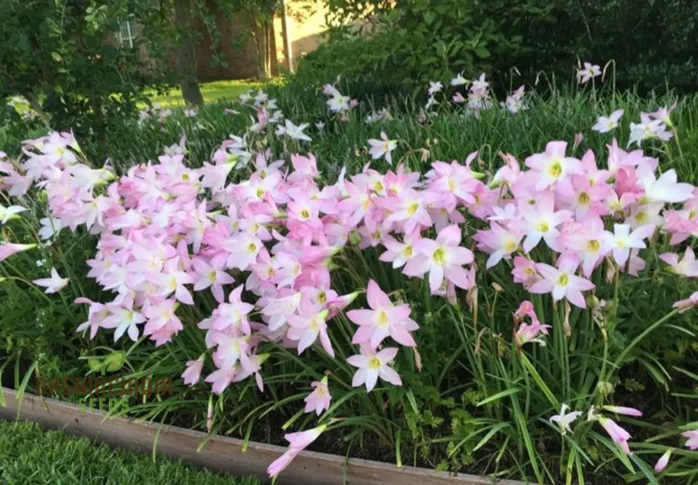 Habranthus Robustus Seeds for Vibrant Garden Blooms - Rare Perennial Flower Seeds for Gardening Enthusiasts - Image 3