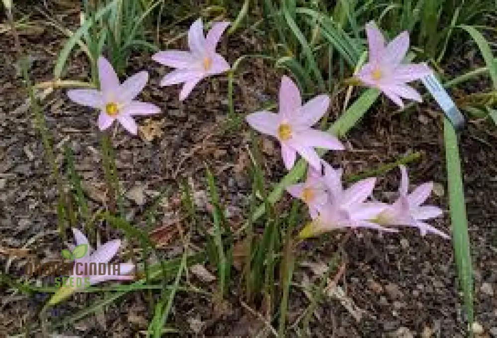 Habranthus Robustus Seeds for Vibrant Garden Blooms - Rare Perennial Flower Seeds for Gardening Enthusiasts - Image 4