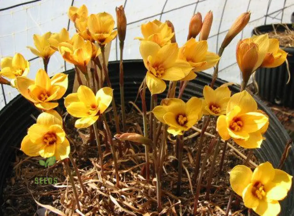 Habranthus Tubispathus Seeds for Planting: Exquisite Flowering Garden Addition – Rare Flower Seeds
