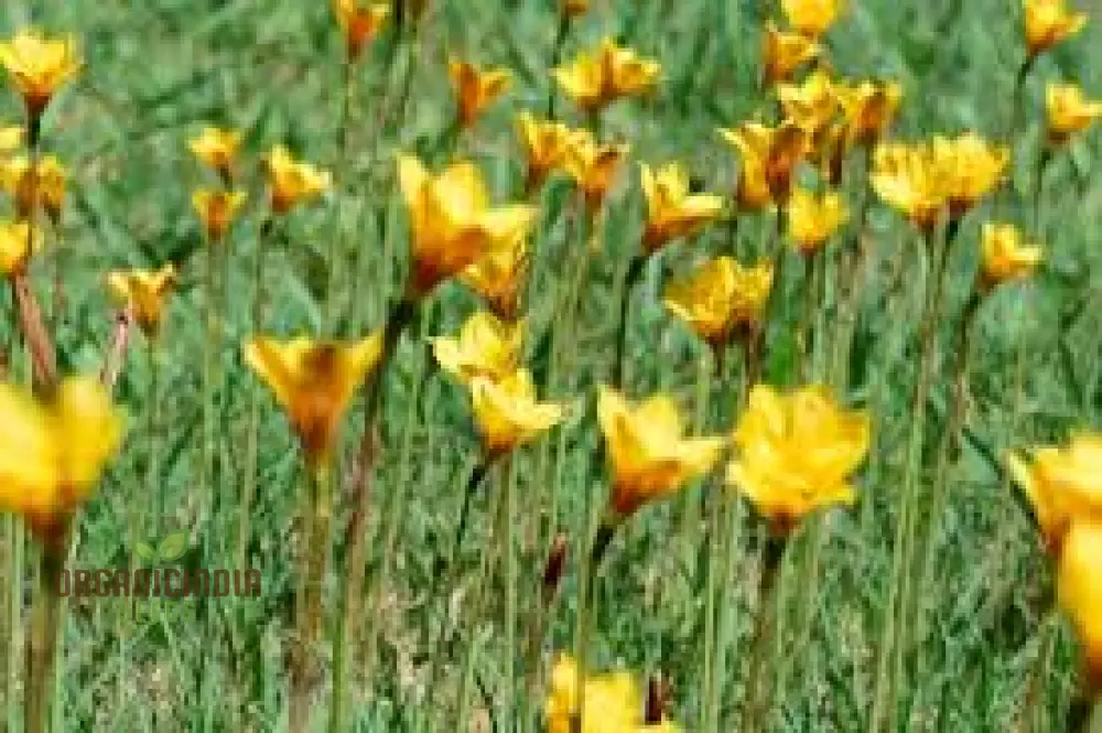 Habranthus Tubispathus Seeds for Planting: Exquisite Flowering Garden Addition – Rare Flower Seeds - Image 3