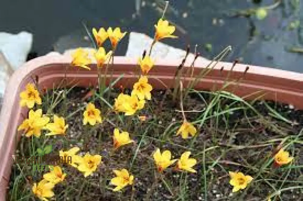Habranthus Tubispathus Seeds for Planting: Exquisite Flowering Garden Addition – Rare Flower Seeds - Image 4