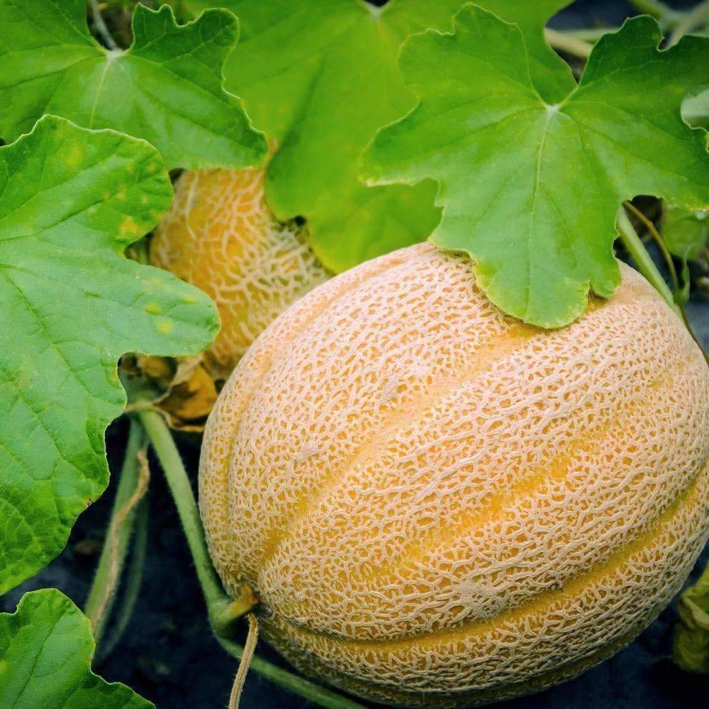 Hale's Best Jumbo Cantaloupe Seeds
