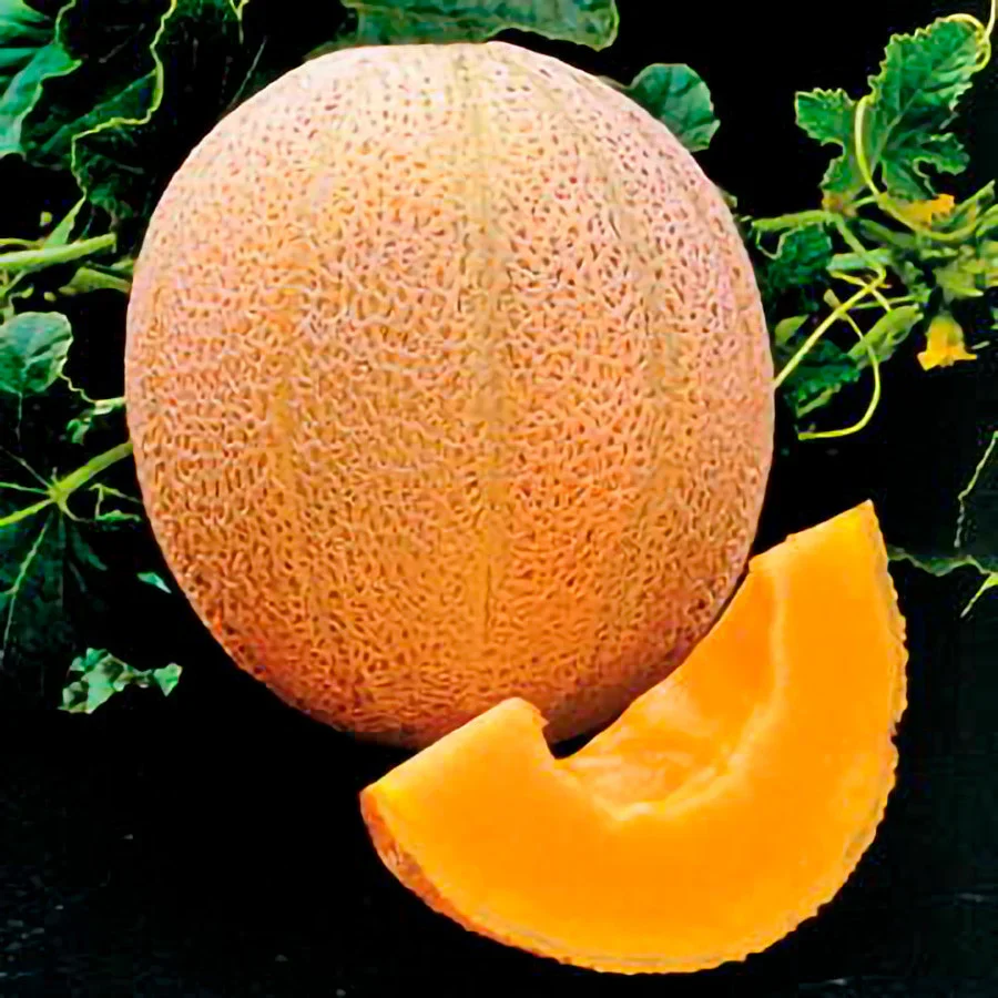 Hale's Best Jumbo Cantaloupe Seeds - Image 4