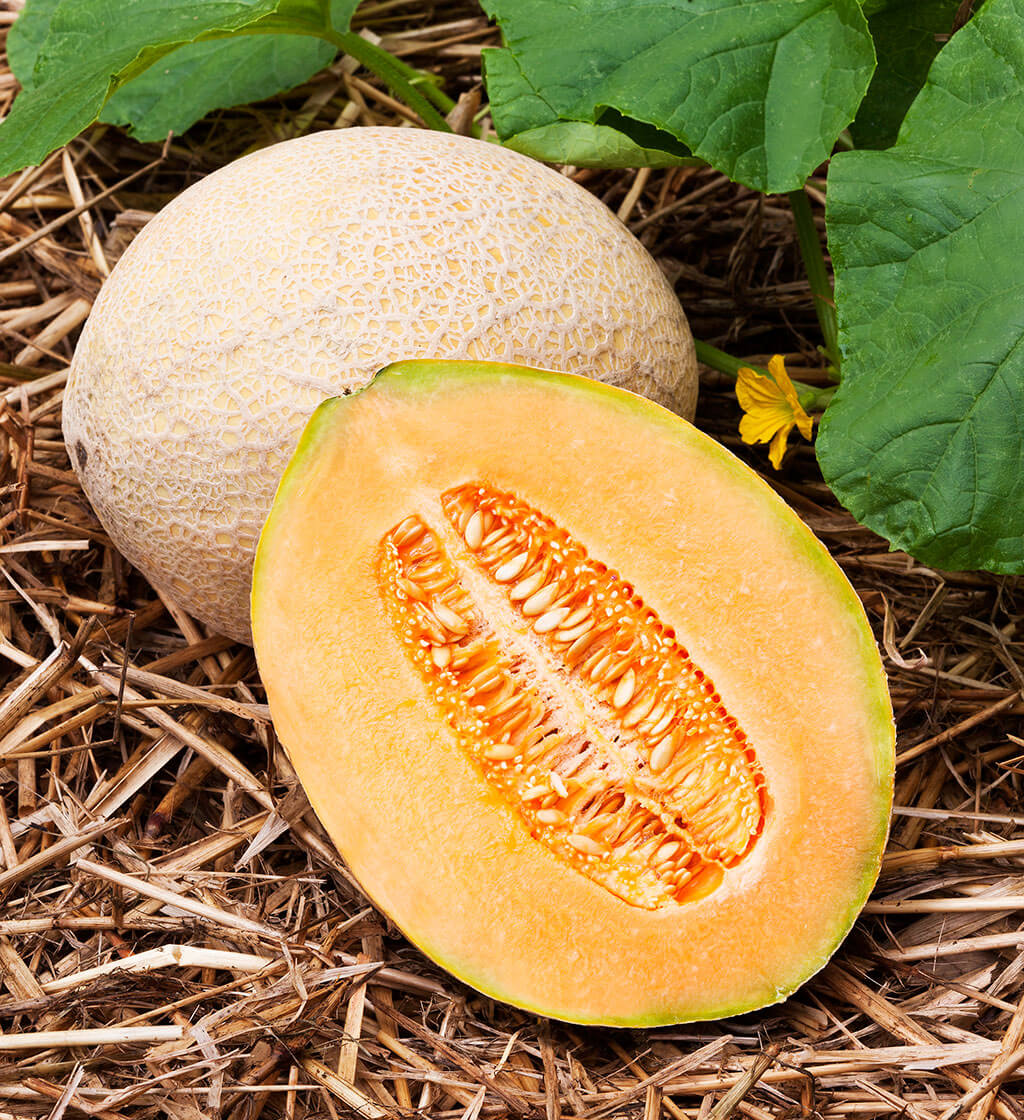 Hale's Best Jumbo Cantaloupe Seeds - Image 5