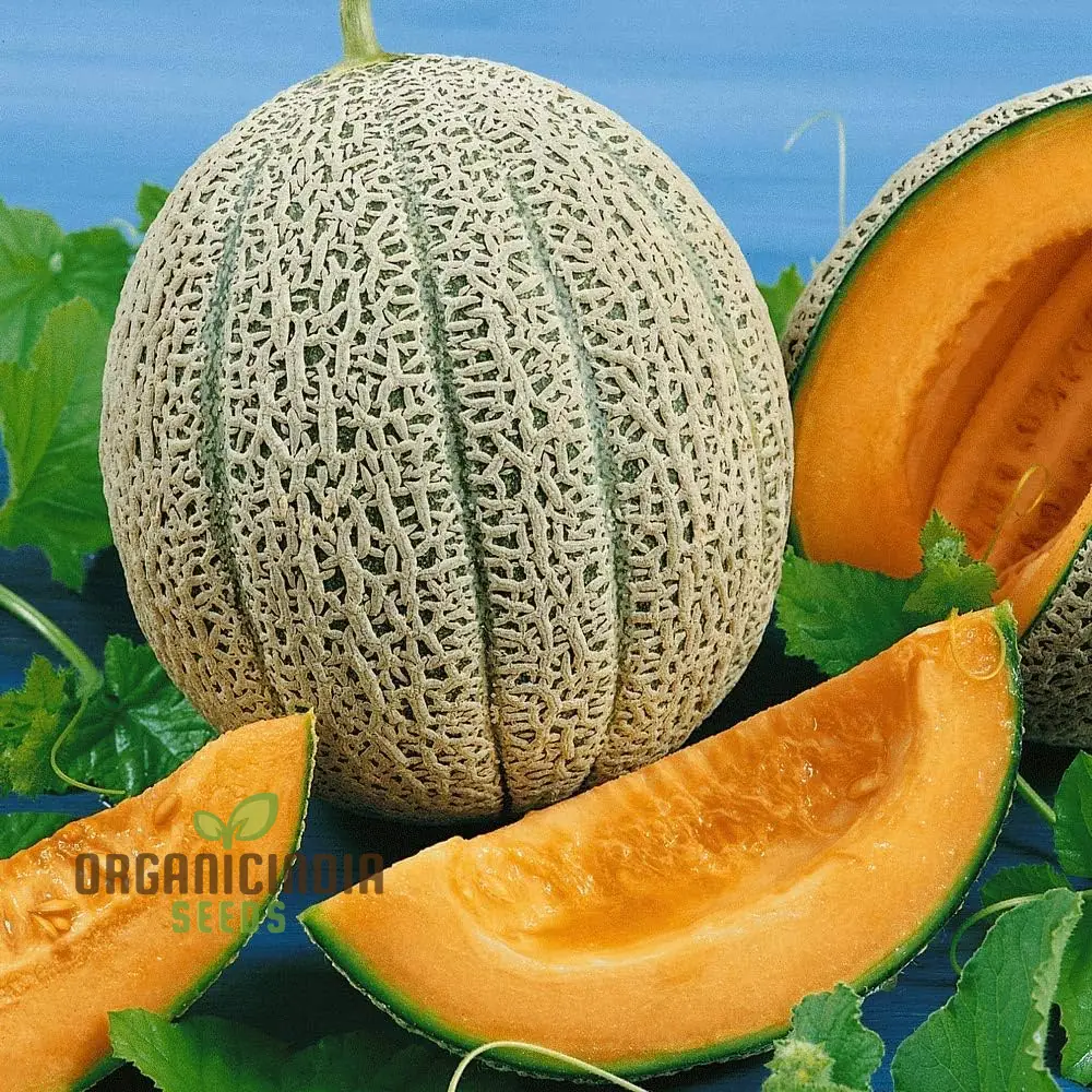 Hale's Best Jumbo Organic Cantaloupe Seeds for Planting - Premium Quality Seeds for Your Garden
