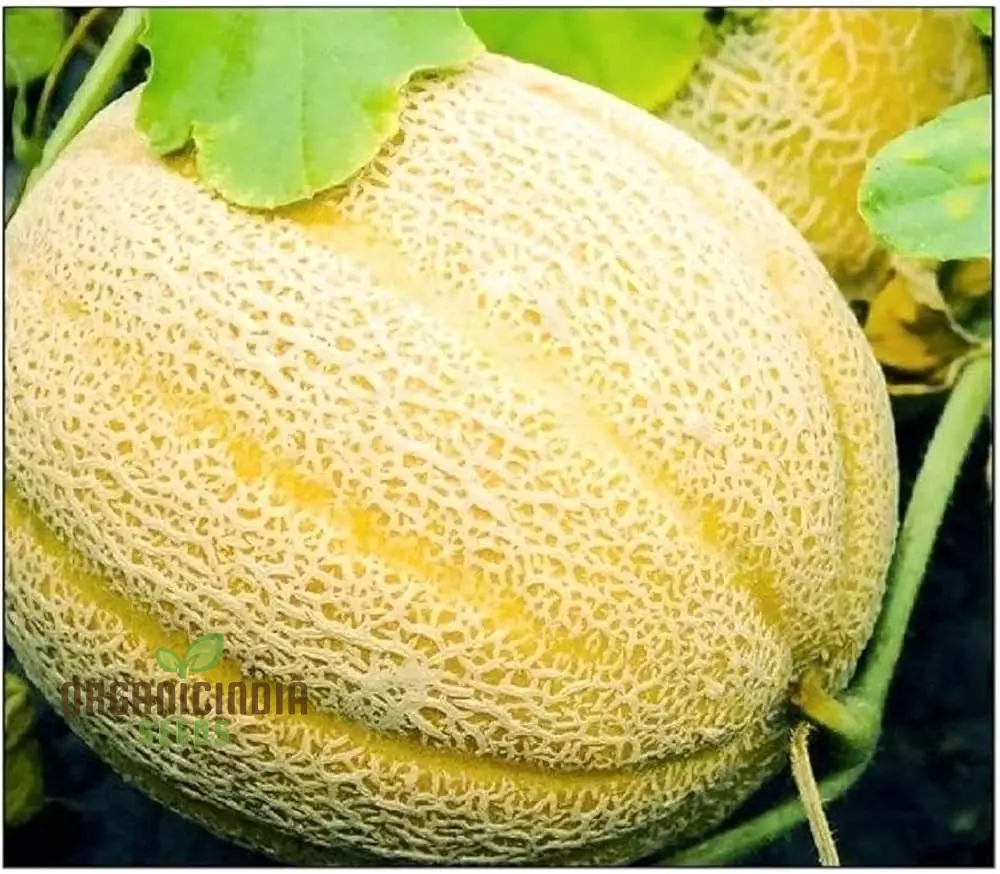 Hale's Best Jumbo Organic Cantaloupe Seeds for Planting - Premium Quality Seeds for Your Garden - Image 2