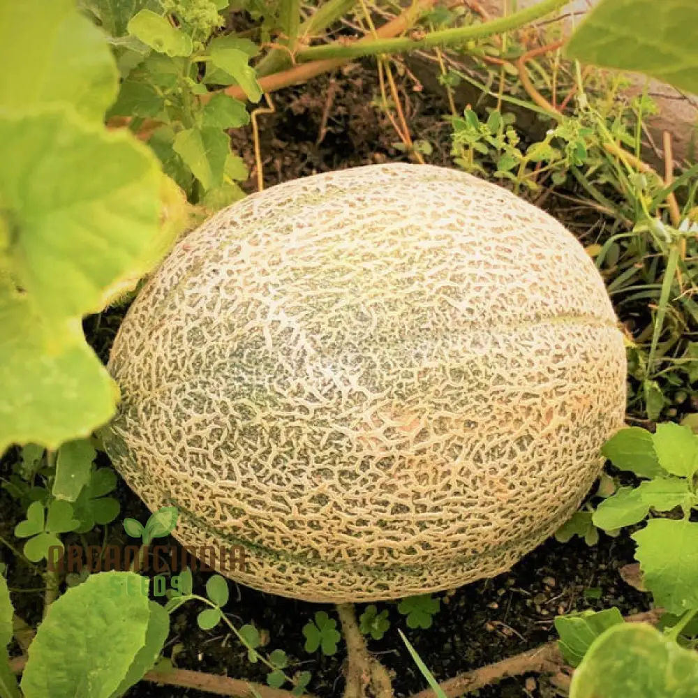 Hale's Best Jumbo Organic Cantaloupe Seeds for Planting - Premium Quality Seeds for Your Garden - Image 4