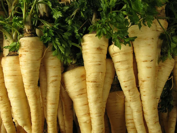 Hamburg Rooted Parsley Seeds – Heirloom, Non-GMO, Fast-Growing Herb & Root Vegetable for Gardens